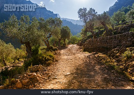 
                Landschaft, Wanderweg, Vegetation, Mallorca, Olivenbäume                   