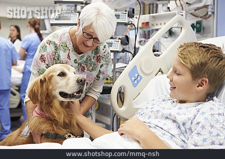 
                Junge, Krankenhaus, Hundetherapie, Therapiehund                   
