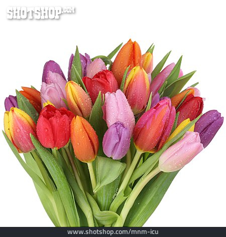 
                Blumenstrauß, Tulpenstrauß, Tulpenblüte                   