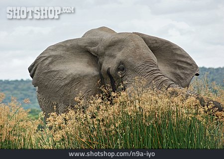 
                Elefant, Dickhäuter, Afrikanischer Elefant                   
