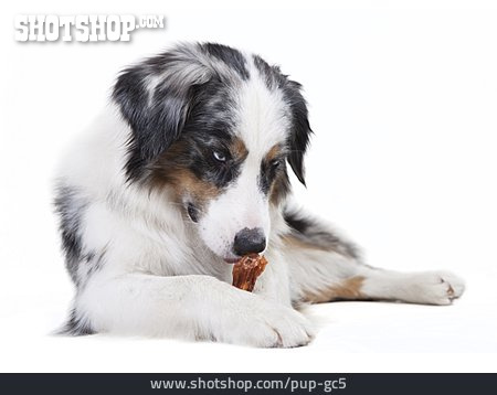 
                Hund, Fressen, Knochen, Australian Shepherd                   
