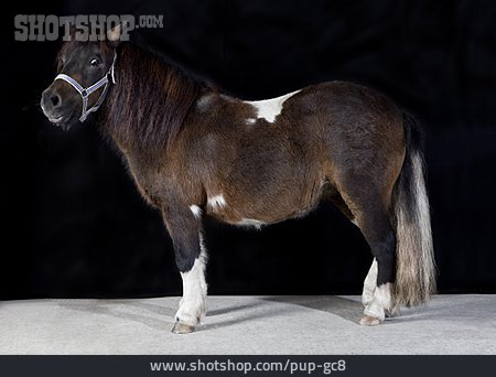 
                Pony, Shetlandpony                   