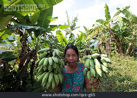 
                Laos, Bananenernte, Bananenplantage                   