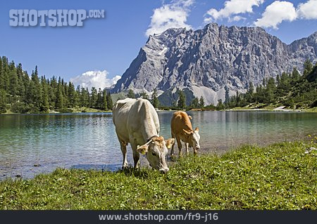 
                Alpen, Kühe, Zugspitze, Alm                   