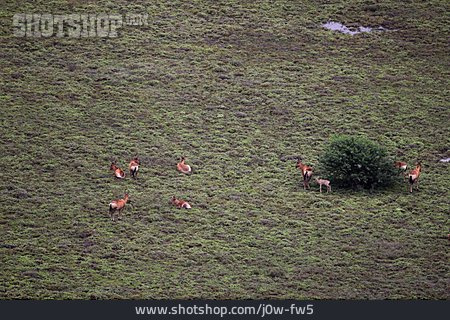
                Tierfamilie, Antilope, Savanne                   