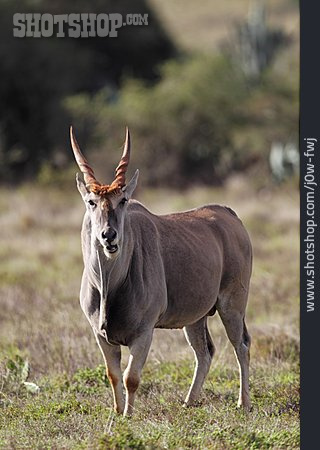 
                Antilope, Elenantilope                   