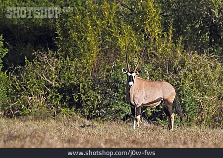 
                Oryx-antilope, Spießbock                   