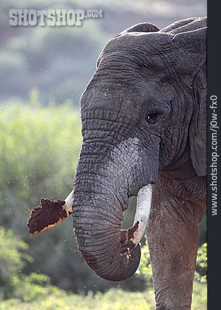 
                Elefant, Graben                   