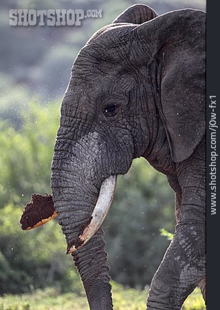 
                Elefant                   