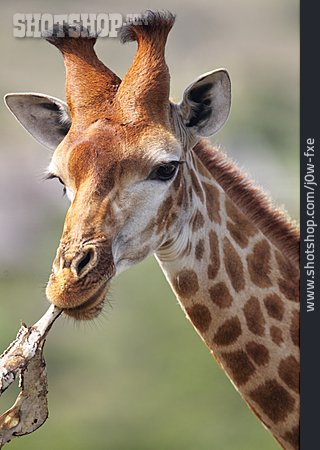 
                Giraffe                   