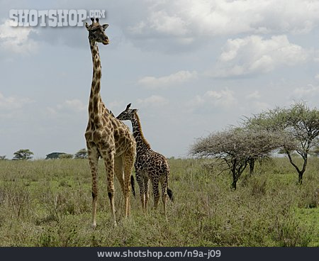 
                Jungtier, Giraffe, Massai-giraffe                   