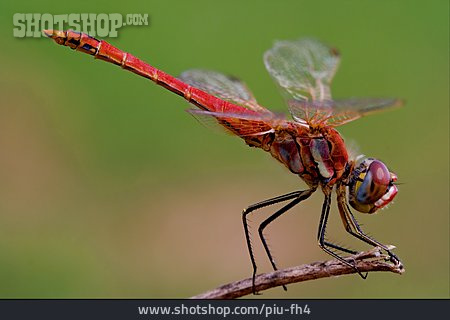 
                Libelle, Blutrote Heidelibelle                   