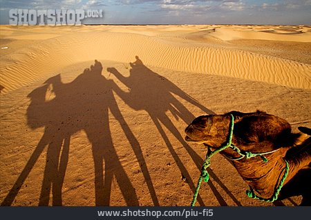 
                Wüste, Kamel, Tunesien                   