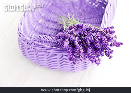 
                Lavendelblüte, Lavendelstrauß                   