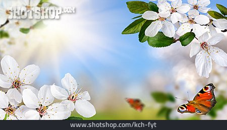 
                Kirschblüte, Frühling, Rahmen                   