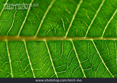 
                Vein, Leaf                   