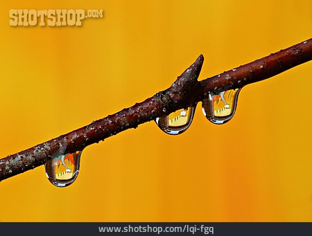 
                Zweig, Wassertropfen                   