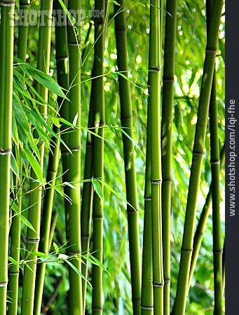 
                Bambuswald, Bambusrohr, Bambusstab                   