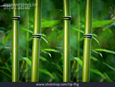 
                Bambuswald, Bambusrohr, Bambusstab                   