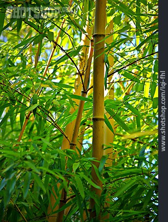 
                Bambus, Bambusstab                   
