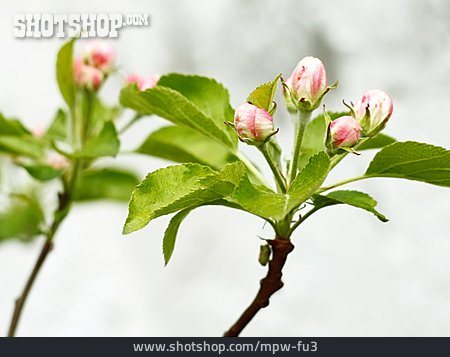 
                Apfelblüte, Knospe                   
