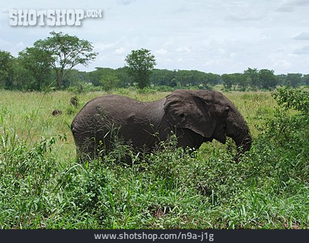 
                Elefant, Afrikanischer Elefant                   