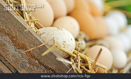 
                Chicken Egg, Egg                   