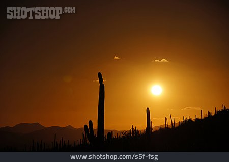 
                Silhouette, Kakteen, Organ Pipe Cactus National Monument                   