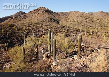 
                Nationalpark, New Mexico, Organ Pipe Cactus National Monument                   