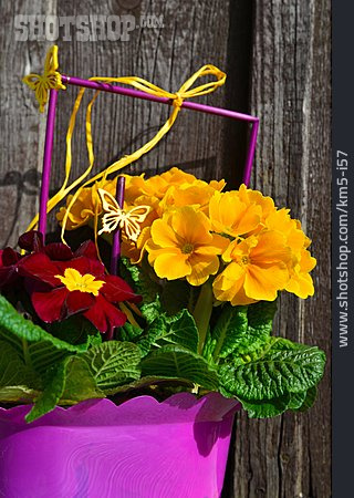 
                Primrose, Flower Pot                   