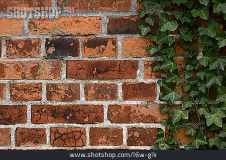 
                Efeu, Backsteinmauer, Kletterpflanze                   