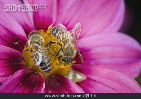 
                Biene, Honigbiene, Bestäubung                   
