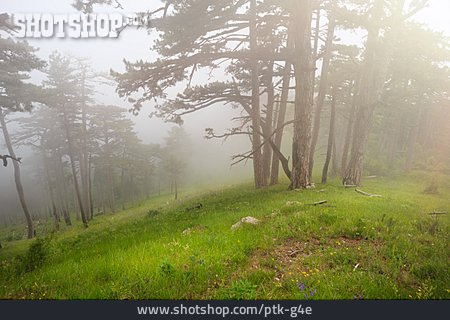 
                Wald, Nebel                   