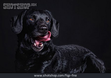 
                Tierportrait, Hund, Labrador                   