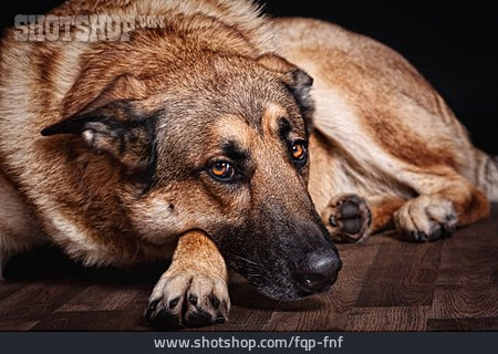 
                Hund, Belgischer Schäferhund                   