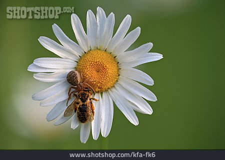 
                Biene, Krabbenspinne, Margeritenblüte                   
