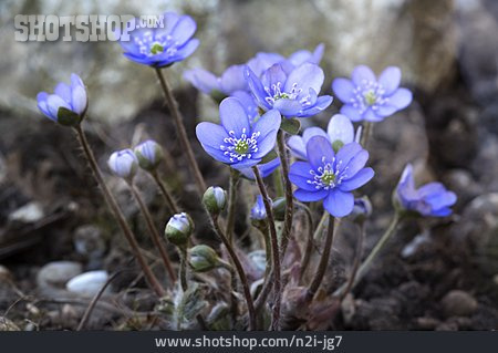 
                Leberblümchen                   