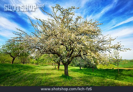 
                Apfelbaum, Obstbaum                   