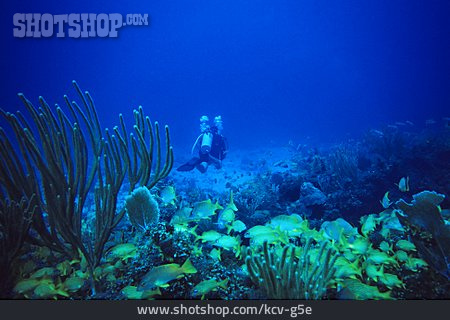 
                Unterwasser, Korallenriff, Taucher, Tauchen                   