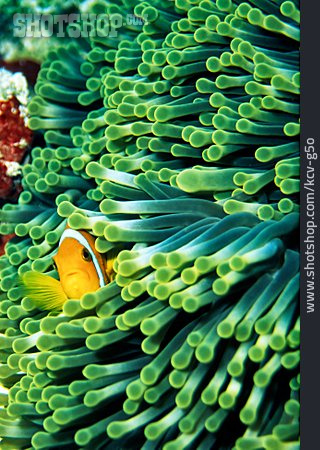 
                Unterwasser, Seeanemone, Anemonenfisch                   