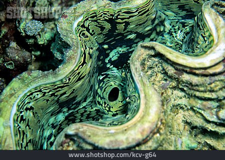 
                Unterwasseraufnahme, Muschel, Riesenmuschel                   