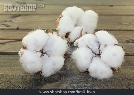 
                Baumwolle, Baumwollpflanze                   