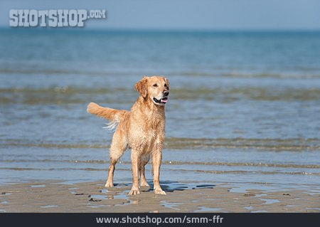 
                Hund, Golden Retriever, Hundestrand                   