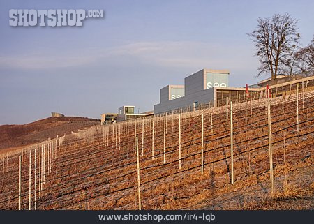 
                Weinanbau, Großräschen                   