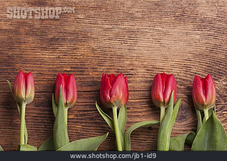
                Textfreiraum, Tulpen, Frühlingsdekoration                   