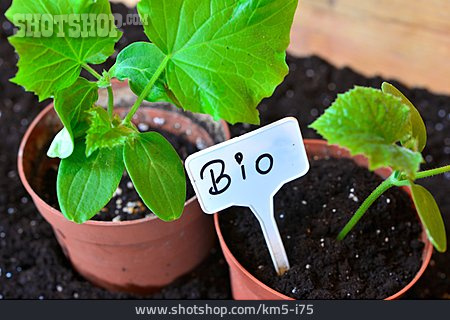 
                Bio, Gemüseanbau, Anpflanzen                   