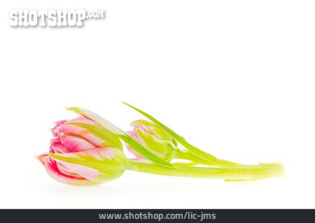 
                Tulpenblüte, Papageientulpe                   