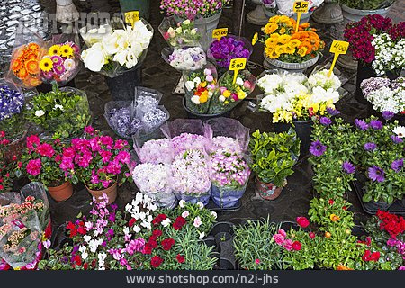 
                Sortiment, Blumenmarkt, Blumenhandel                   