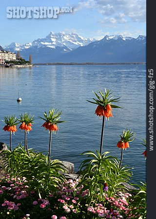 
                Schweiz, Genfer See, Kaiserkrone, Montreux                   