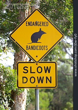 
                Australia, Deer Pass, Bandicoot                   